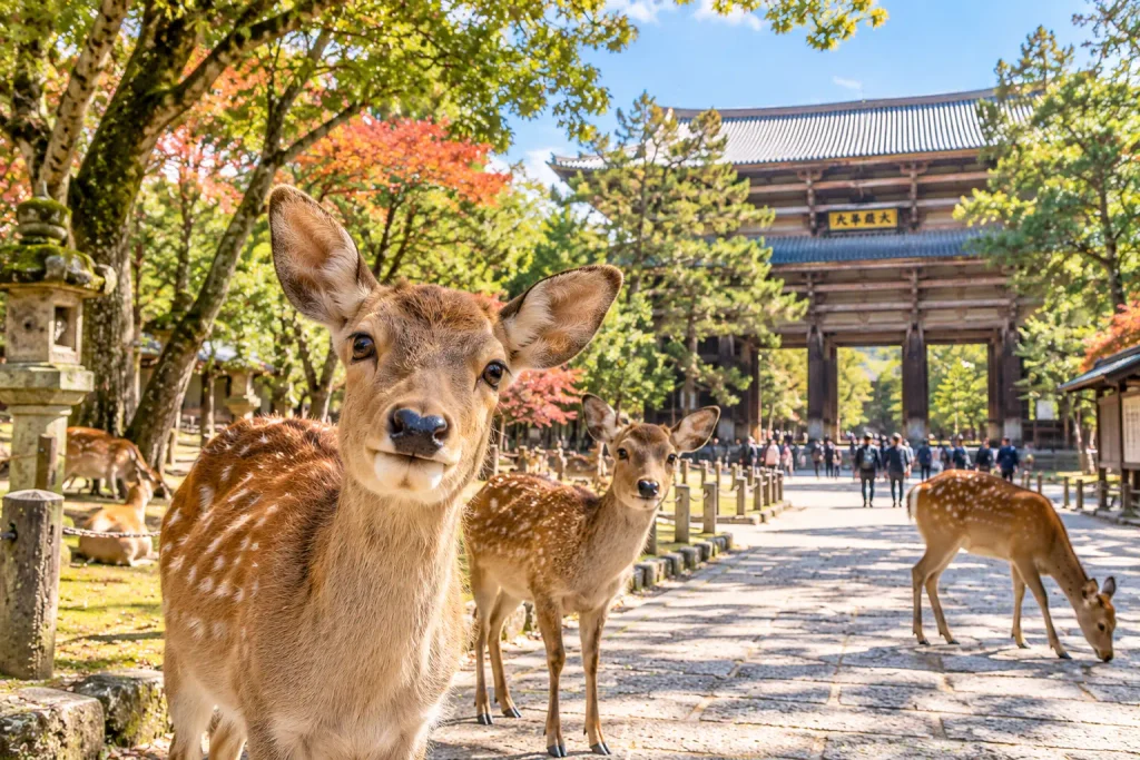 Friendly Japanese sika deer in Nara Park during a Nara private tour in Japan